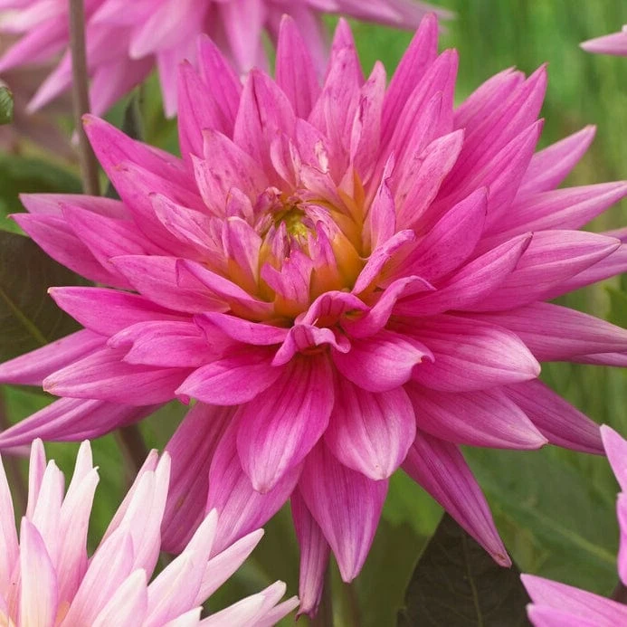 Dahlia 'Karma Pink Corona' 1 Dahlia 'Karma Pink Corona'