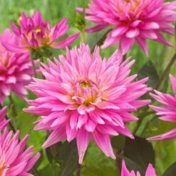 Dahlia 'Karma Pink Corona' 5 Dahlia 'Karma Pink Corona' -PlantHaven Store PB0493 3