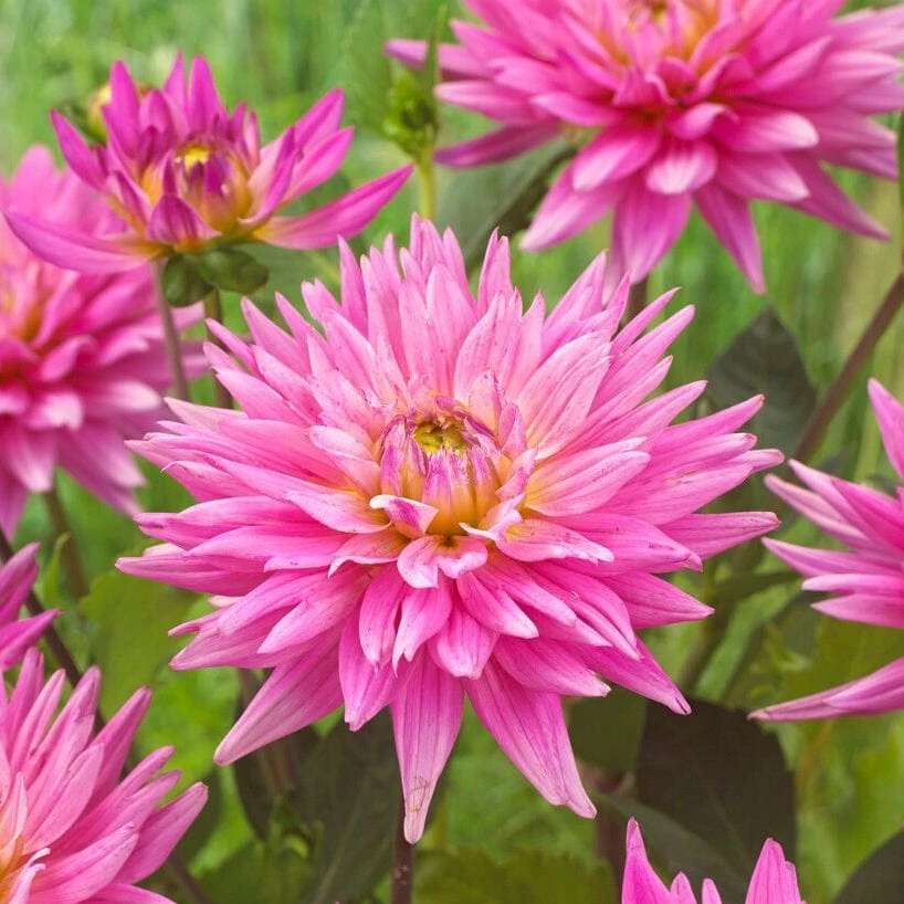 Dahlia 'Karma Pink Corona' 3 Dahlia 'Karma Pink Corona' - Image 3