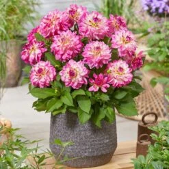 Dahlia 'Sincerity Rose Bicolour' 6 Dahlia 'Sincerity Rose Bicolour' -PlantHaven Store PB0498 2