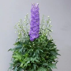 Delphinium 'Delgenius Breezin' -PlantHaven Store PB0506 2