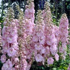 Delphinium 'elatum Strawberry Fair'