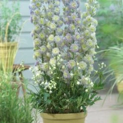 Delphinium 'Highlander Moonlight' -PlantHaven Store PB0513 2