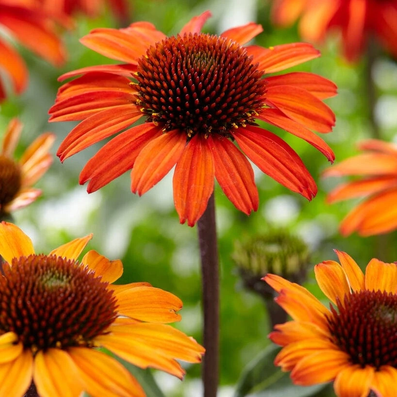 Echinacea 'SunSeekers Orange' 1 Echinacea 'SunSeekers Orange'