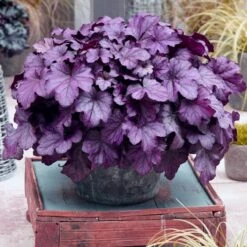 Heuchera 'Wildberry'