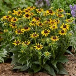 Rudbeckia 'Little Gold Star' -PlantHaven Store PB0630 4 517c0c1d 0559 49eb b236 a6e3eddbdda5