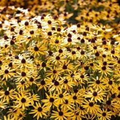 Rudbeckia 'Little Gold Star' -PlantHaven Store PB0630 5 cce8724b 55eb 4373 976b 6c7d434870a4