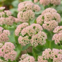 Sedum 'Autumn Joy'