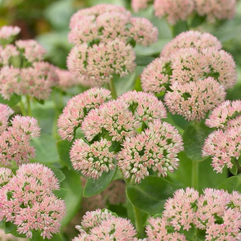 Sedum 'Autumn Joy' 1 Sedum 'Autumn Joy'