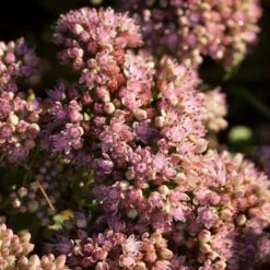 Sedum 'Sunsparkler Lime Zinger' -PlantHaven Store PB0647 3