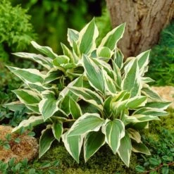 Hosta 'Patriot' 5 Hosta 'Patriot' -PlantHaven Store PB0673 3