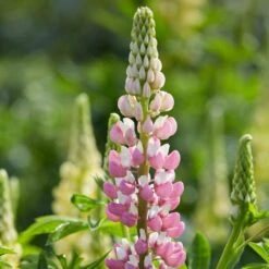 Lupin 'Legendary Rose Shades'