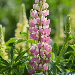 Lupin 'Legendary Rose Shades' 3 Lupin 'Legendary Rose Shades' -PlantHaven Store PB0675 2