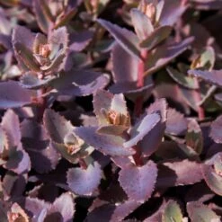 Sedum 'Chocolate Cherry' 5 Sedum 'Chocolate Cherry' -PlantHaven Store PB0735 1