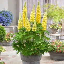 Lupin West Country Desert Sun