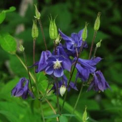 Aquilegia Barlow Blue 7 Aquilegia Barlow Blue -PlantHaven Store PB0831 1