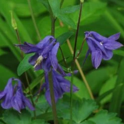 Aquilegia Barlow Blue 8 Aquilegia Barlow Blue -PlantHaven Store PB0831 2