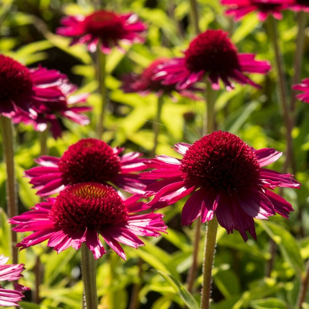Echinacea 'Delicious Candy' 1 Echinacea 'Delicious Candy'