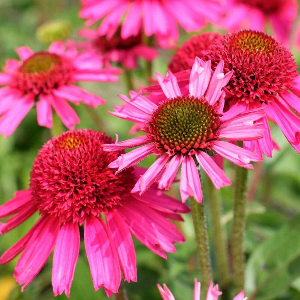 Echinacea 'Delicious Candy' 2 Echinacea 'Delicious Candy' - Image 2