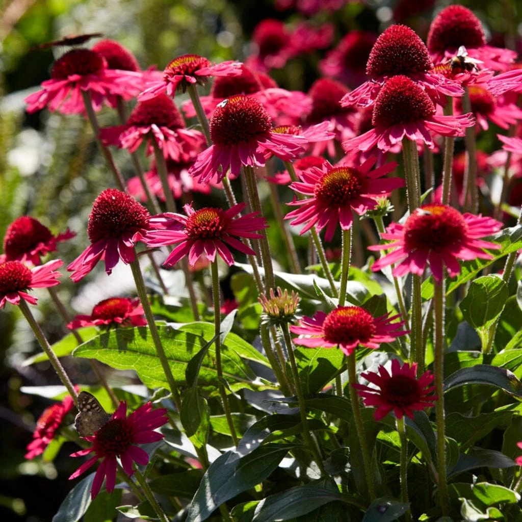 Echinacea 'Delicious Candy' 3 Echinacea 'Delicious Candy' - Image 3