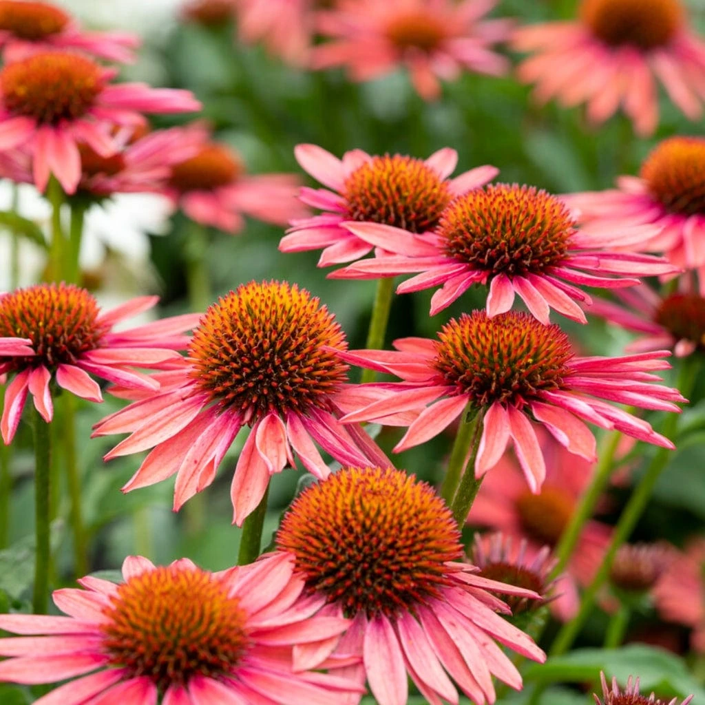 Echinacea 'Mooodz Satisfy' 1 Echinacea 'Mooodz Satisfy'