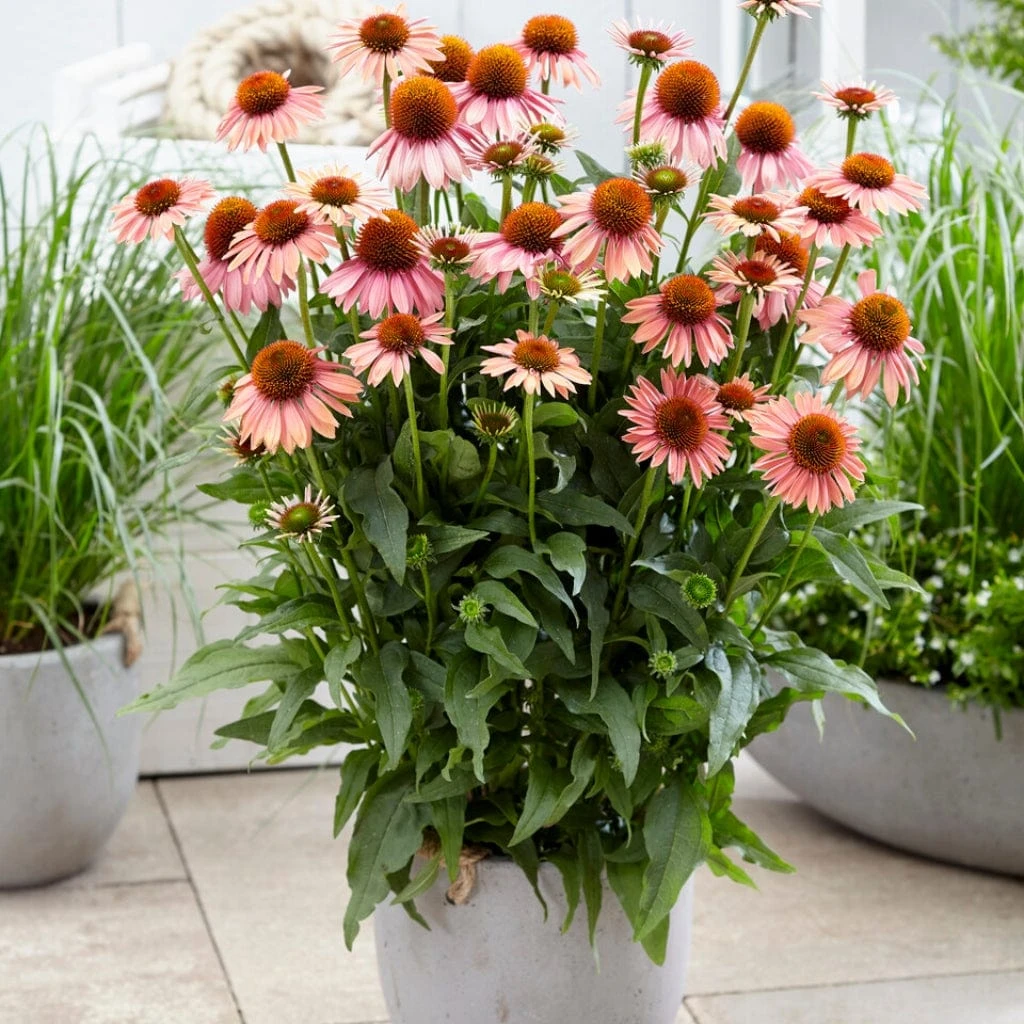 Echinacea 'Mooodz Satisfy' 2 Echinacea 'Mooodz Satisfy' - Image 2