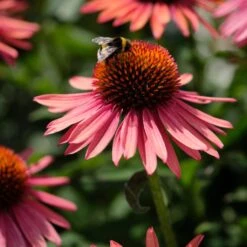 Echinacea 'Mooodz Satisfy' 5 Echinacea 'Mooodz Satisfy' -PlantHaven Store PB1160 3 0960d028 41ac 4daf 9e20 30ed2f1a791f