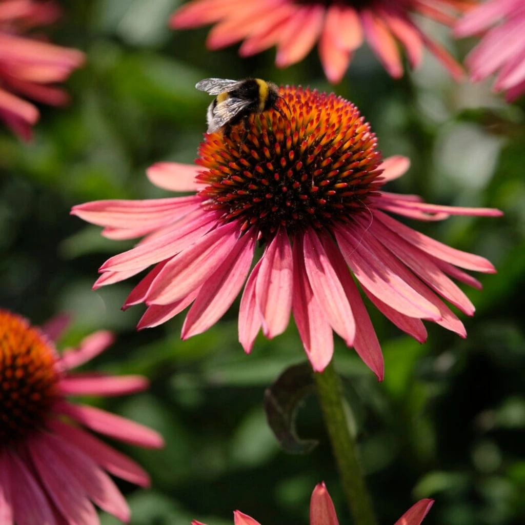 Echinacea 'Mooodz Satisfy' 3 Echinacea 'Mooodz Satisfy' - Image 3