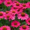 Echinacea 'Sensation Pink'