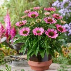 Ultimate Echinacea Collection -PlantHaven Store PB1167 2 2072d772 a82e 423b bf30 bb25d9e861f8