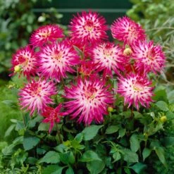 Dahlia 'Dutch Explosion' -PlantHaven Store PB1929 2