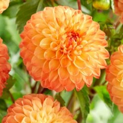 Dahlia 'Souvenir D'Ete' 5 Dahlia 'Souvenir D'Ete' -PlantHaven Store PB1972 2