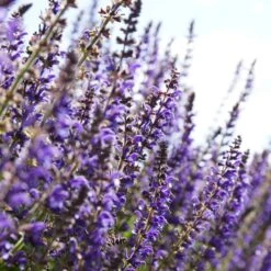 Spectacular Salvia Collection -PlantHaven Store PBCOL10 4
