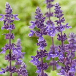 Spectacular Salvia Collection -PlantHaven Store PBCOL10 5