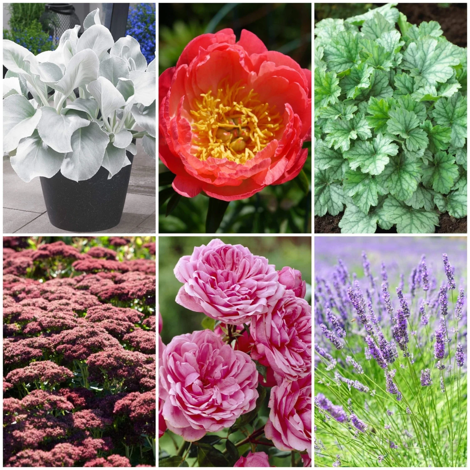 Sensory Garden Plants | Tactile, Bright & Fragrant 1 Sensory Garden Plants | Tactile, Bright & Fragrant