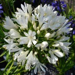 Stately Agapanthus Collection 10 Stately Agapanthus Collection -PlantHaven Store PBO442 1 22713639 7afc 4ce6 b147 454abe74de37