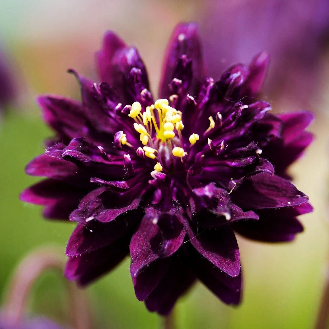 Aquilegia 'Black Barlow' 2 Aquilegia 'Black Barlow' - Image 2