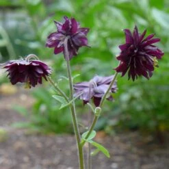 Aquilegia 'Black Barlow' 10 Aquilegia 'Black Barlow' -PlantHaven Store PBO455 5