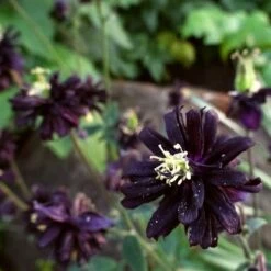 Aquilegia 'Black Barlow' 11 Aquilegia 'Black Barlow' -PlantHaven Store PBO455 6