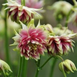 Aquilegia 'Nora Barlow' 6 Aquilegia 'Nora Barlow' -PlantHaven Store PBO459 3