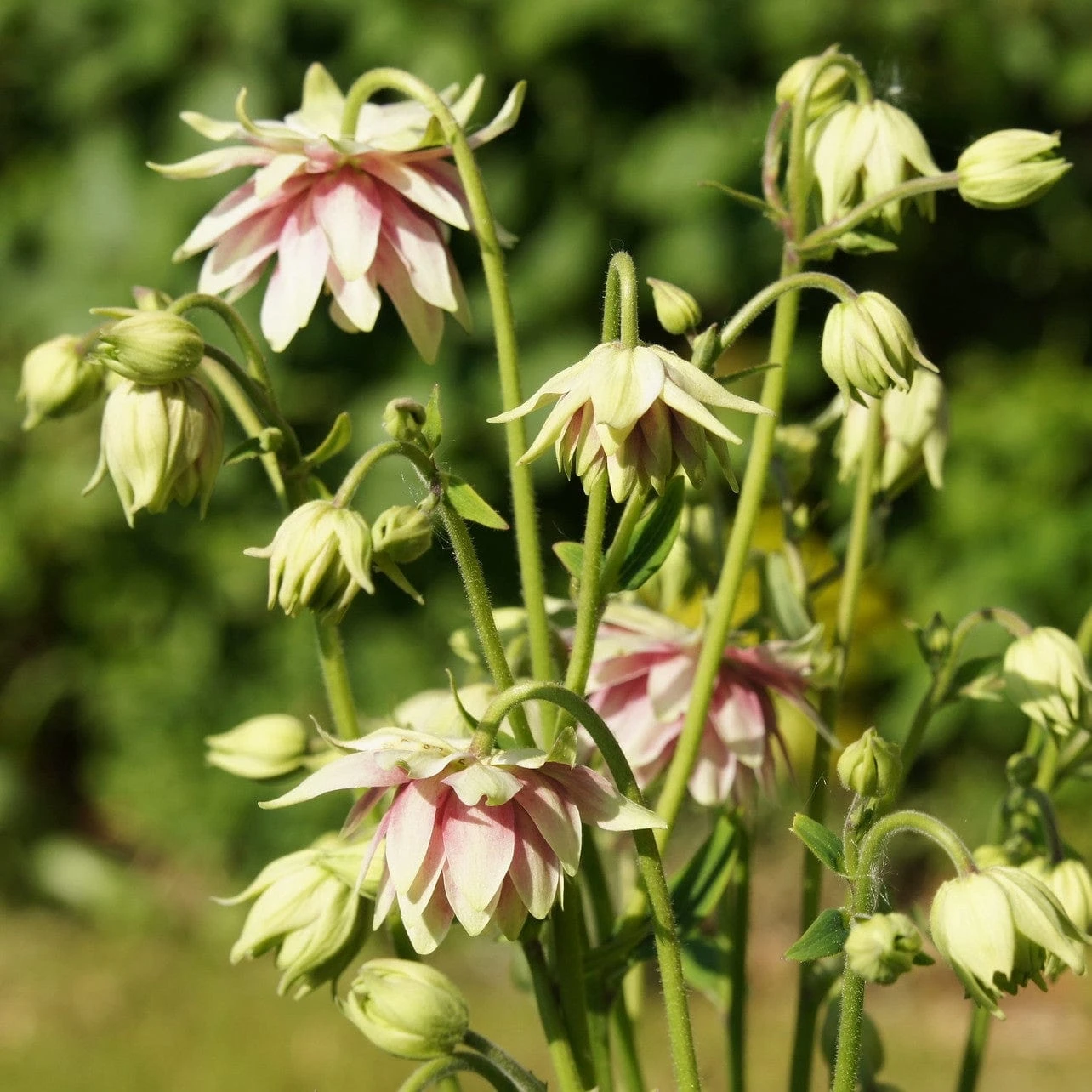 Aquilegia 'Nora Barlow' 4 Aquilegia 'Nora Barlow' - Image 4