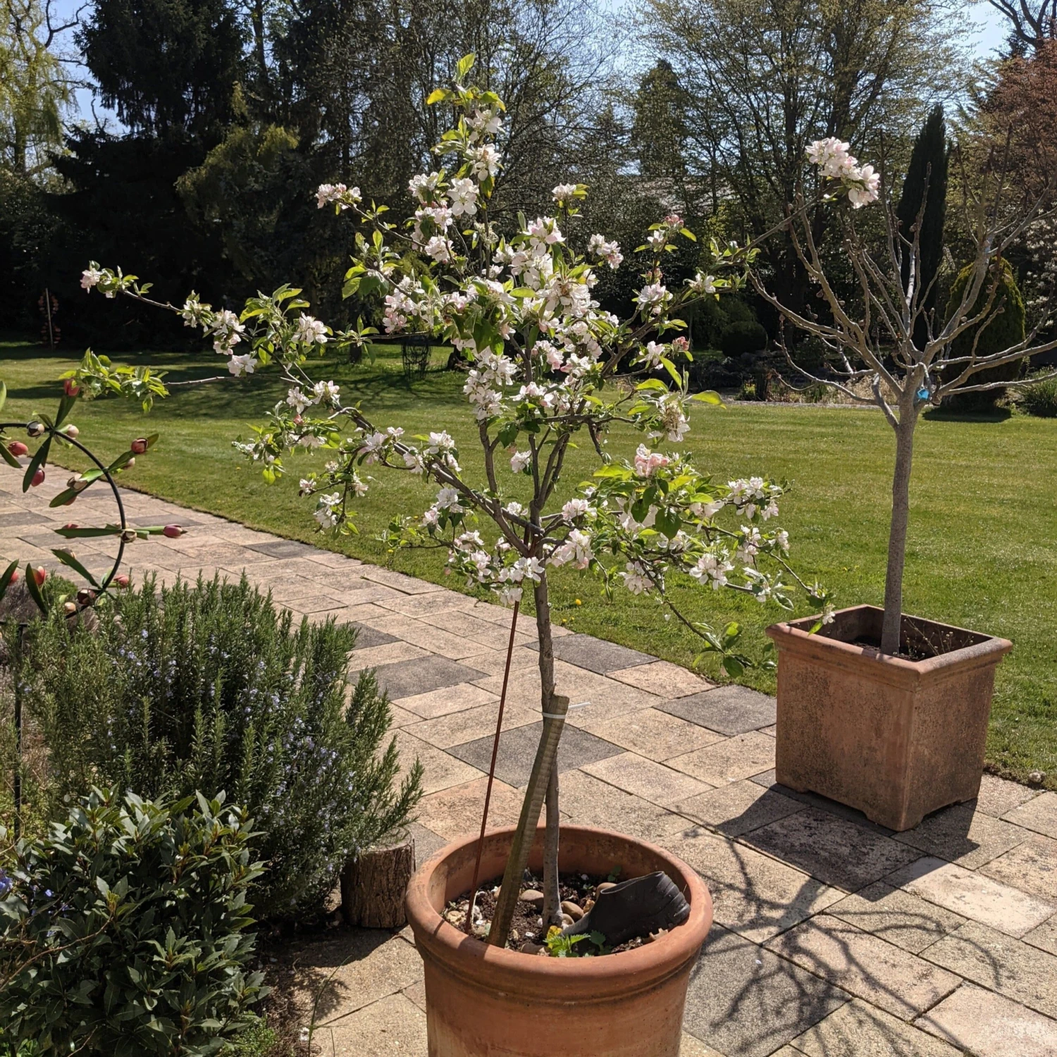 Egremont Russet Apple Tree Dwarfing Rootstock 3 Egremont Russet Apple Tree Dwarfing Rootstock - Image 3