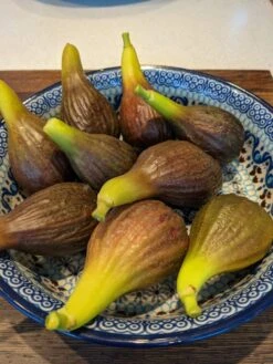 The 3 Best Fruits To Grow In Pots | Nectarine, Fig & Blueberry 11 The 3 Best Fruits To Grow In Pots | Nectarine, Fig & Blueberry -PlantHaven Store PXL 20210725 093150100 900x 9245256d 3a6c 4ba0 8c55 8c2804cda3a9