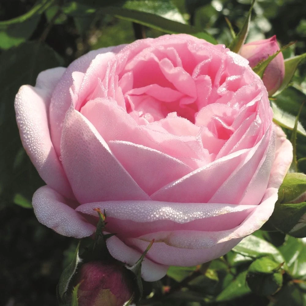 'Pink Martini' Hybrid Tea Rose 1 'Pink Martini' Hybrid Tea Rose