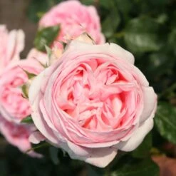 'Pink Martini' Hybrid Tea Rose 5 'Pink Martini' Hybrid Tea Rose -PlantHaven Store Pink Martini 1