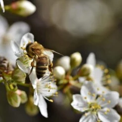 Mirabelle De Nancy Plum Tree 13 Mirabelle De Nancy Plum Tree -PlantHaven Store Plum add2 47d931f1 40dd 4dd4 a8b0 96309db5773e