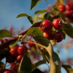 Front Page 22 Front Page -PlantHaven Store Professor 2