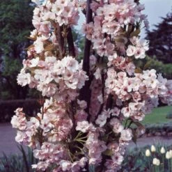 Flagpole Cherry Blossom Tree | Prunus Amanogawa 11 Flagpole Cherry Blossom Tree | Prunus Amanogawa -PlantHaven Store PrunusAmanogawaG2001