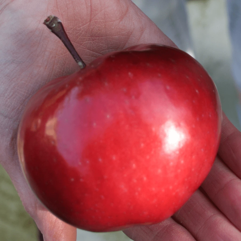 'Purple Haze' Columnar Patio Apple Tree 7 'Purple Haze' Columnar Patio Apple Tree - Image 7