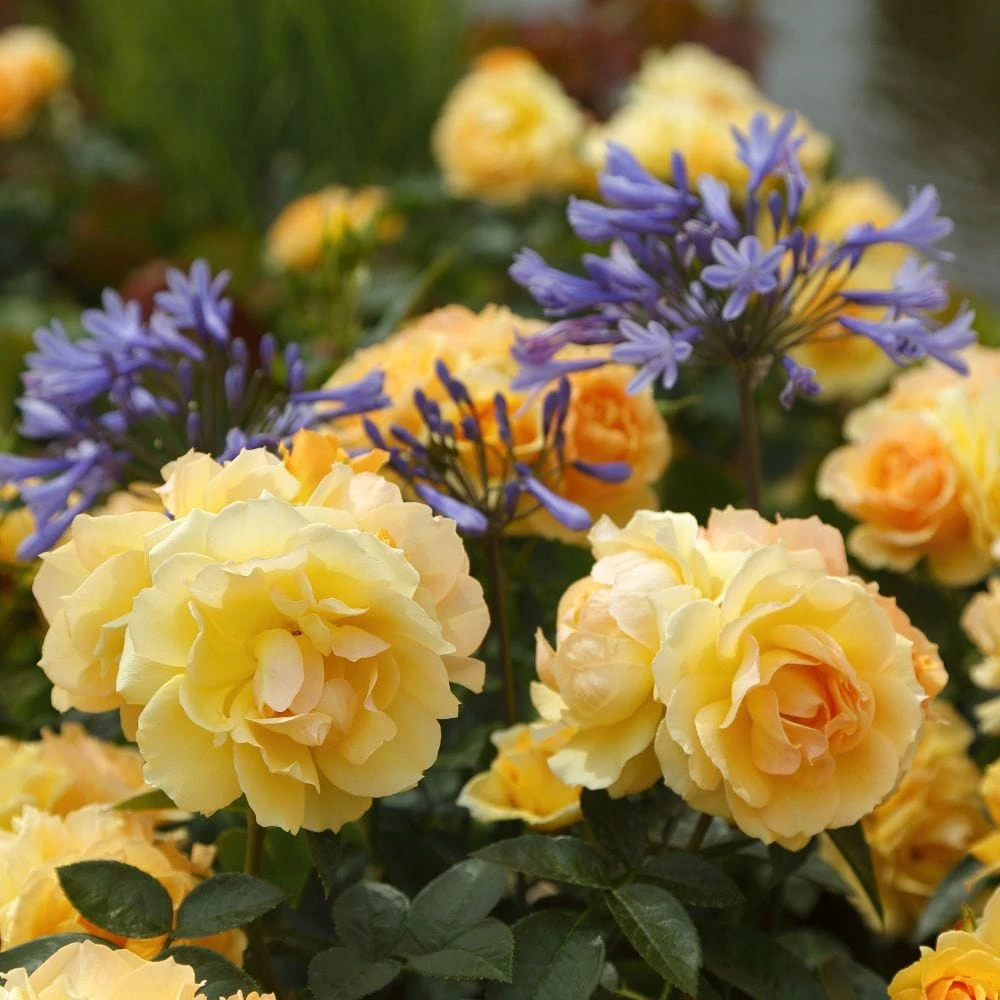 'Queen Bee' Floribunda Rose 2 'Queen Bee' Floribunda Rose - Image 2